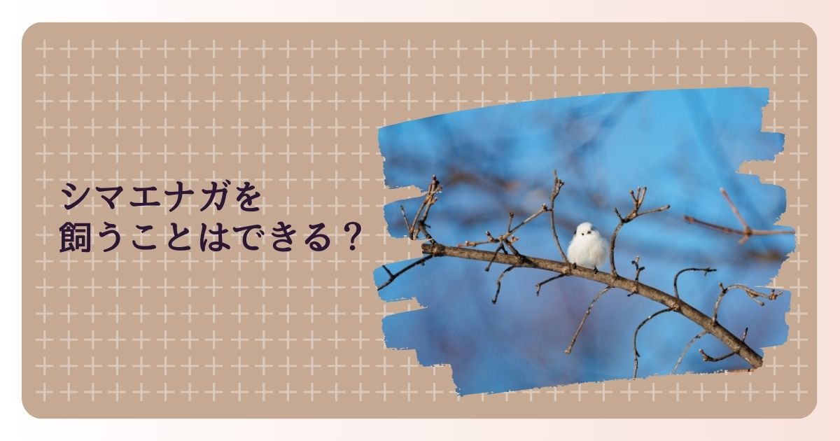 シマエナガを飼うことはできる？