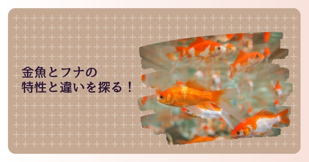 金魚とフナの特性と違いを探る！