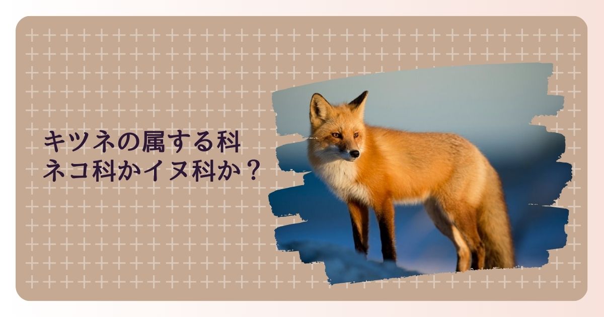 キツネの属する科　ネコ科かイヌ科か？