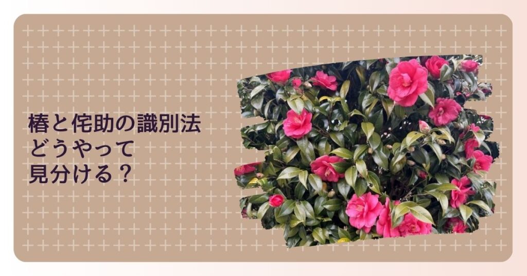 椿と侘助の識別法 どうやって見分ける?違いを深堀り! | idea & life